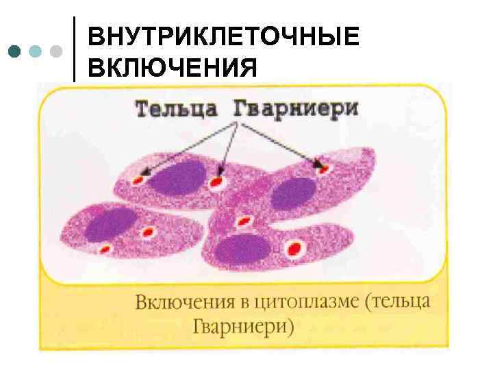 ВНУТРИКЛЕТОЧНЫЕ ВКЛЮЧЕНИЯ 