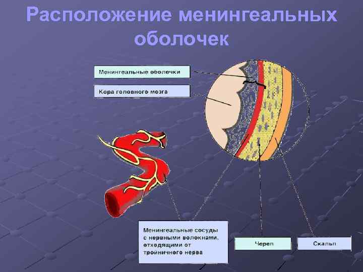 Расположение менингеальных оболочек 