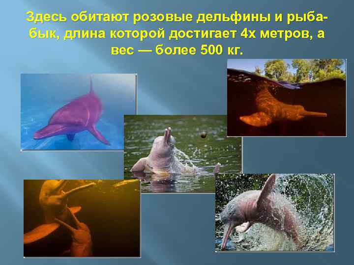 Здесь обитают розовые дельфины и рыбабык, длина которой достигает 4 х метров, а вес