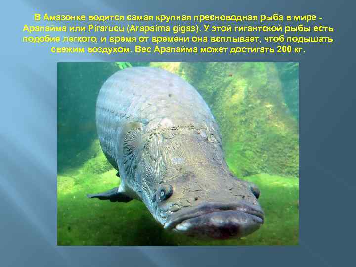 В Амазонке водится самая крупная пресноводная рыба в мире - Арапайма или Pirarucu (Arapaima