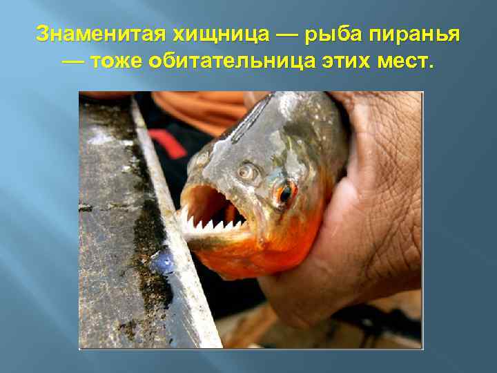 Знаменитая хищница — рыба пиранья — тоже обитательница этих мест. 