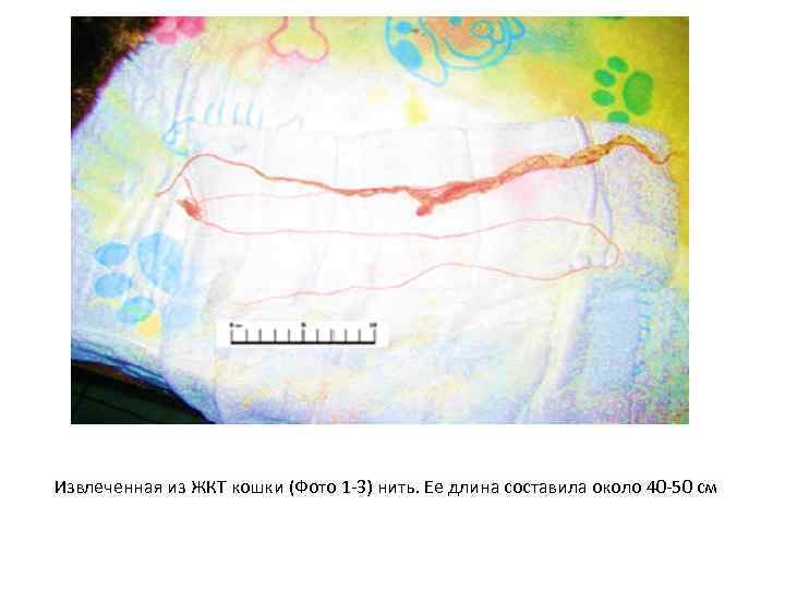 Извлеченная из ЖКТ кошки (Фото 1 -3) нить. Ее длина составила около 40 -50