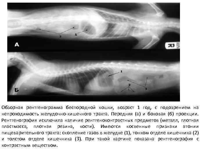 Обзорная рентгенограмма беспородной кошки, возраст 1 год, с подозрением на непроходимость желудочно-кишечного тракта. Передняя