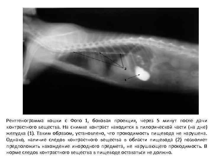 Рентгенограмма кошки с Фото 1, боковая проекция, через 5 минут после дачи контрастного вещества.