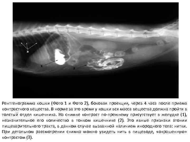 Рентгенограмма кошки (Фото 1 и Фото 2), боковая проекция, через 4 часа после приема