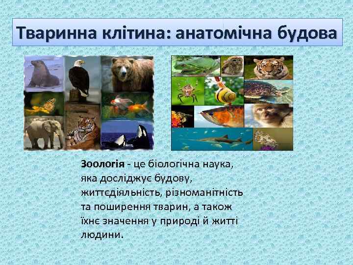Тваринна клітина: анатомічна будова Зоологія - це біологічна наука, яка досліджує будову, життєдіяльність, різноманітність