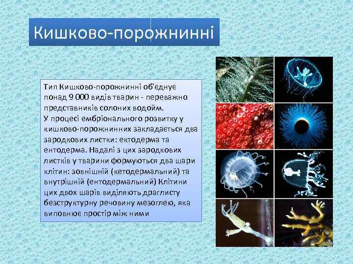 Кишково-порожнинні Тип Кишково-порожнинні об'єднує понад 9 000 видів тварин - переважно представників солоних водойм.