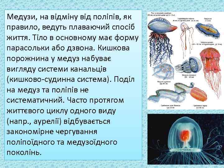 Медузи, на відміну від поліпів, як правило, ведуть плаваючий спосіб життя. Тіло в основному