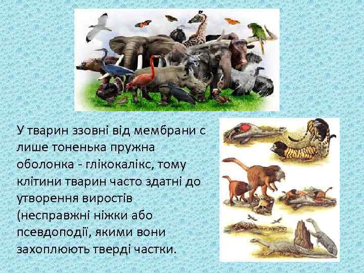 У тварин ззовні від мембрани с лише тоненька пружна оболонка - глікокалікс, тому клітини