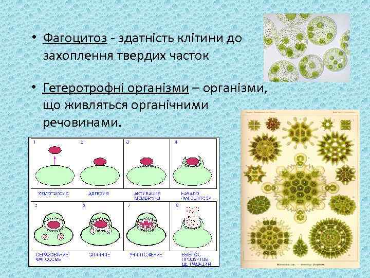  • Фагоцитоз - здатність клітини до захоплення твердих часток • Гетеротрофні організми –