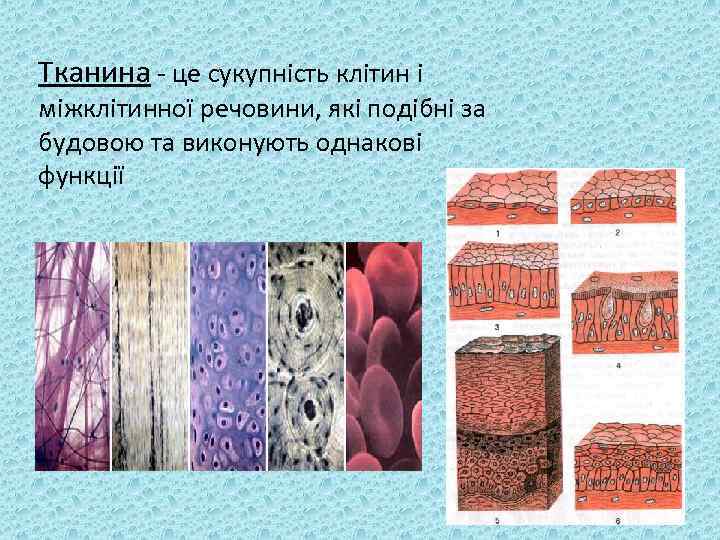 Тканина - це сукупність клітин і міжклітинної речовини, які подібні за будовою та виконують