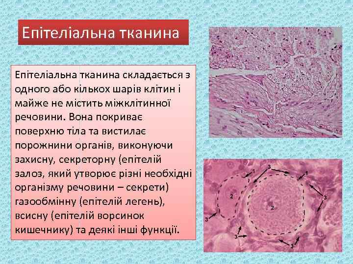 Епітеліальна тканина складається з одного або кількох шарів клітин і майже не містить міжклітинної