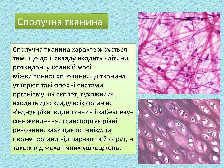 Сполучна тканина характеризується тим, що до її складу входять клітини, розкидані у великій масі