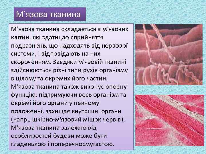 М'язова тканина складається з м'язових клітин, які здатні до сприйняття подразнень, що надходять від