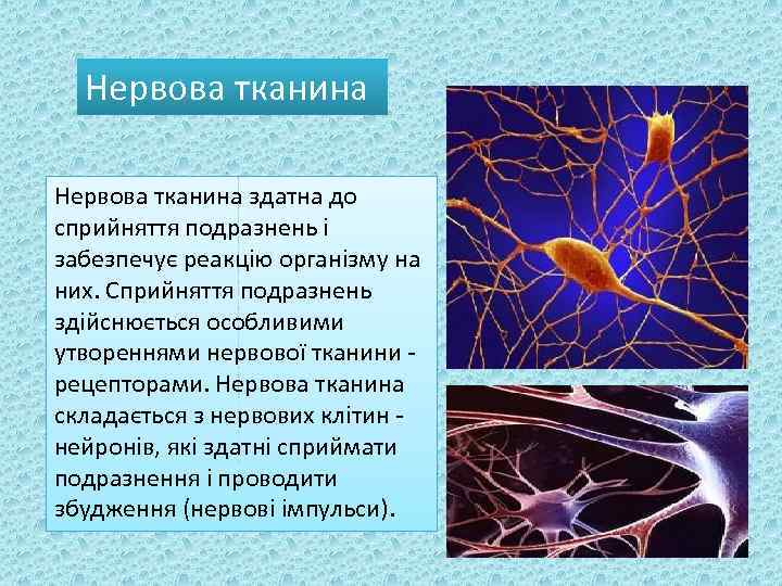 Нервова тканина здатна до сприйняття подразнень і забезпечує реакцію організму на них. Сприйняття подразнень