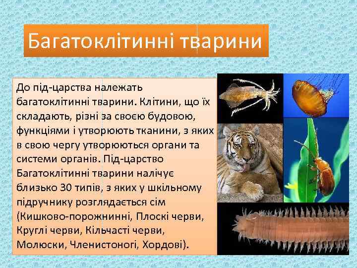 Багатоклітинні тварини До під-царства належать багатоклітинні тварини. Клітини, що їх складають, різні за своєю