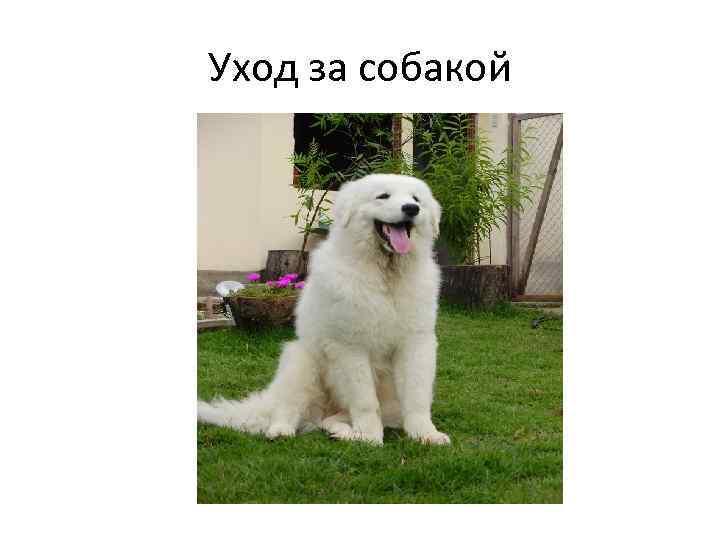Уход за собакой 