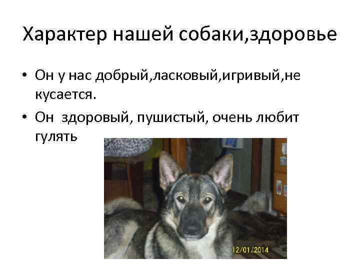Характер нашей собаки, здоровье • Он у нас добрый, ласковый, игривый, не кусается. •