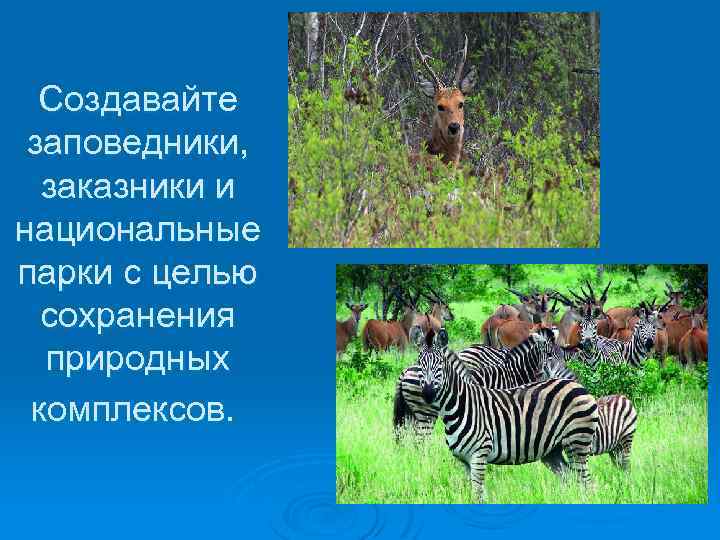 Создавайте заповедники, заказники и национальные парки с целью сохранения природных комплексов. 