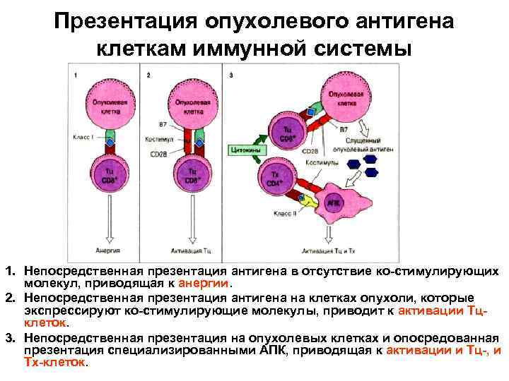 Схема противоопухолевого иммунитета включающая факторы врожденного и адаптивного иммунитета