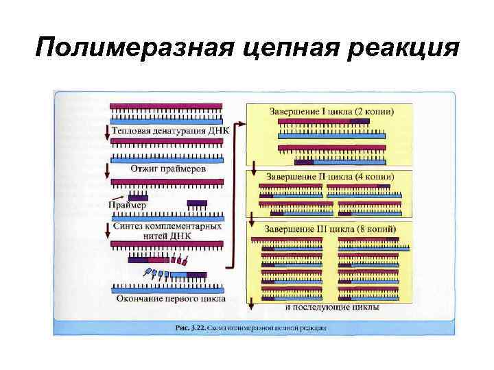 Полимеразная цепная реакция 