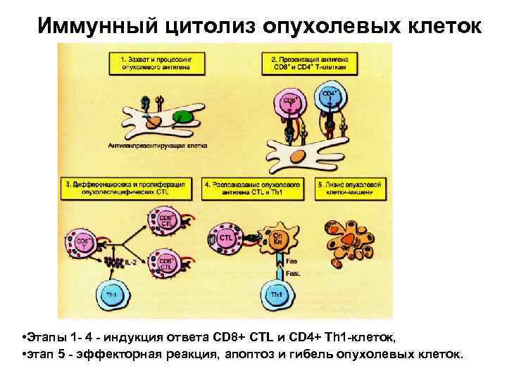Иммунный цитолиз опухолевых клеток • Этапы 1 - 4 - индукция ответа CD 8+