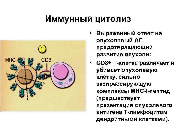 Иммунный цитолиз • Выраженный ответ на опухолевый АГ, предотвращающий развитие опухоли: • СD 8+