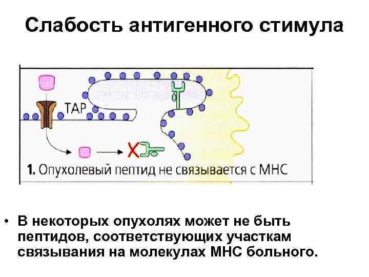 Пептидная молекула