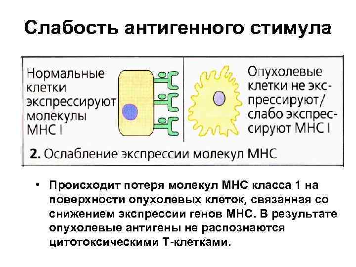 Слабость антигенного стимула • Происходит потеря молекул МНС класса 1 на поверхности опухолевых клеток,