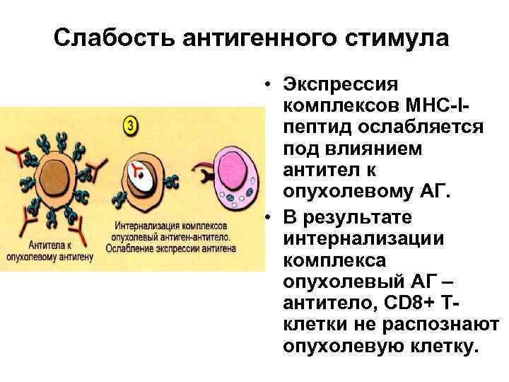 Слабость антигенного стимула • Экспрессия комплексов МНС-Iпептид ослабляется под влиянием антител к опухолевому АГ.