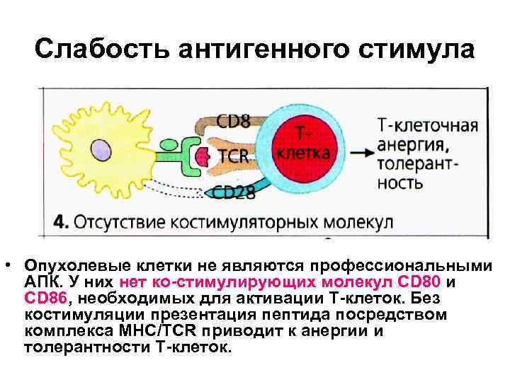 Слабость антигенного стимула • Опухолевые клетки не являются профессиональными АПК. У них нет ко-стимулирующих