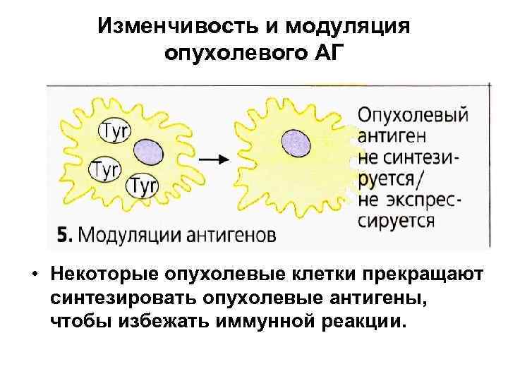 Изменчивость и модуляция опухолевого АГ • Некоторые опухолевые клетки прекращают синтезировать опухолевые антигены, чтобы