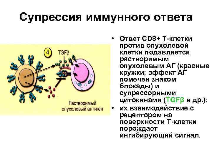 Супрессия иммунного ответа. Механизмы супрессии иммунного ответа. Механизмы супрессии иммунного ответа Тип-идиотип. Супрессия иммунного ответа схема. Супрессия иммунитета.