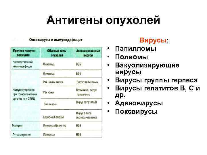 Антигены опухолей • • Вирусы: Папилломы Полиомы Вакуолизирующие вирусы Вирусы группы герпеса Вирусы гепатитов