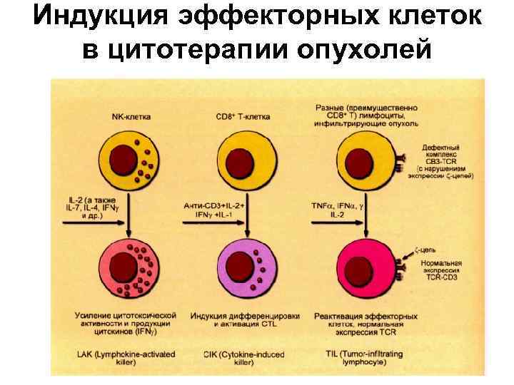 Индукция эффекторных клеток в цитотерапии опухолей 
