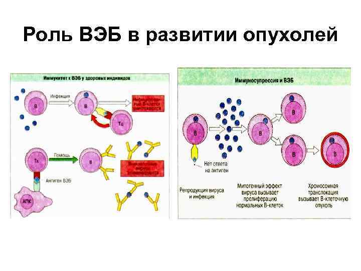 Роль ВЭБ в развитии опухолей 