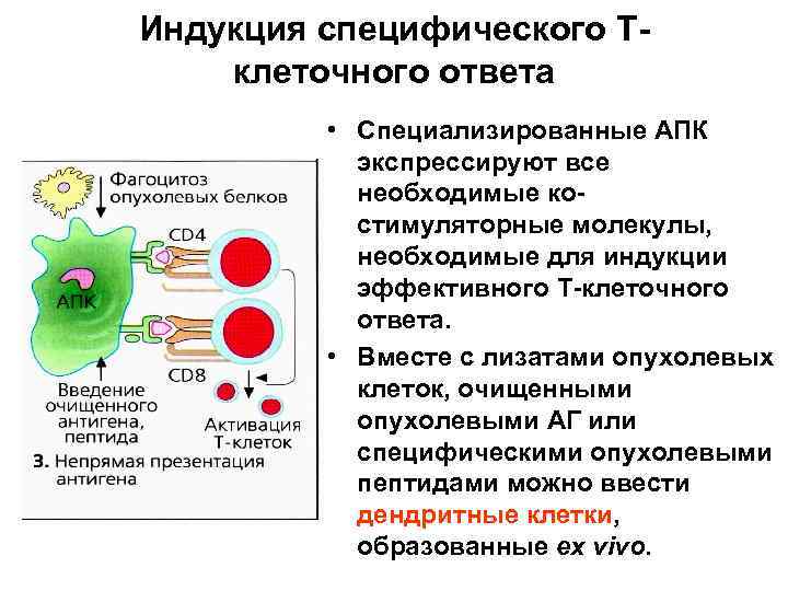 Индукция специфического Тклеточного ответа • Специализированные АПК экспрессируют все необходимые костимуляторные молекулы, необходимые для