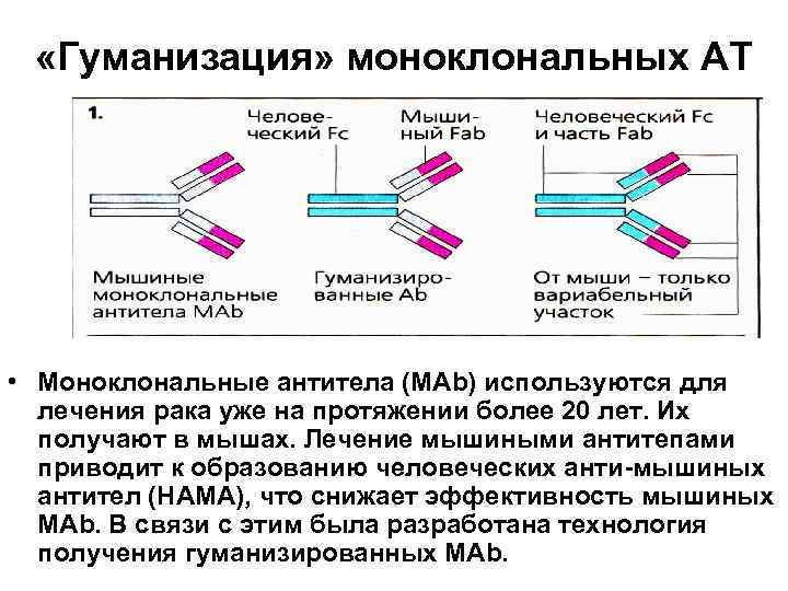  «Гуманизация» моноклональных АТ • Моноклональные антитела (МAb) используются для лечения рака уже на