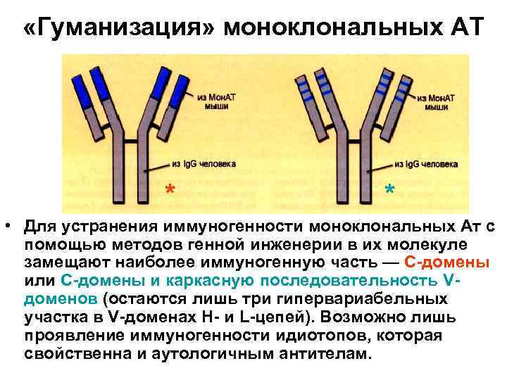  «Гуманизация» моноклональных АТ * * • Для устранения иммуногенности моноклональных Ат с помощью