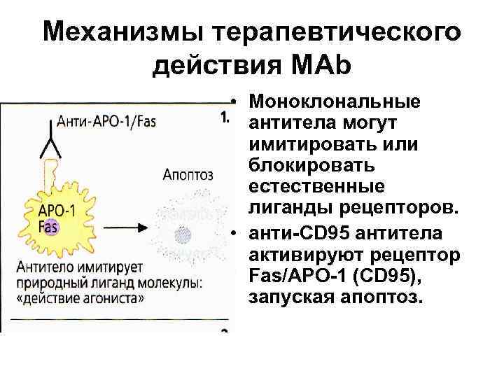 Механизмы терапевтического действия МАb • Моноклональные антитела могут имитировать или блокировать естественные лиганды рецепторов.