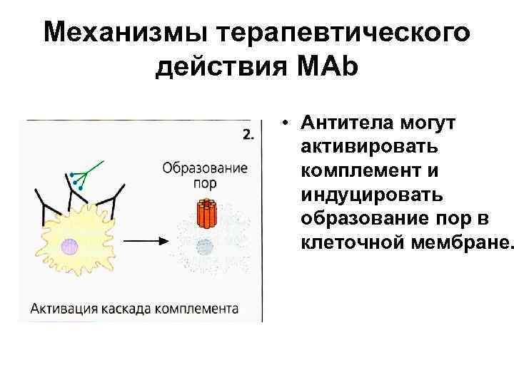 Механизмы терапевтического действия МАb • Антитела могут активировать комплемент и индуцировать образование пор в