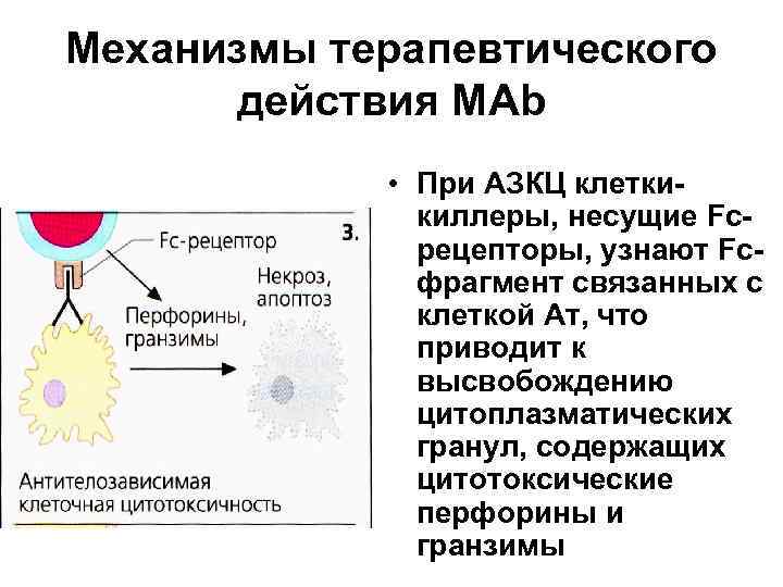 Механизмы терапевтического действия МАb • При АЗКЦ клеткикиллеры, несущие Fсрецепторы, узнают Fсфрагмент связанных с