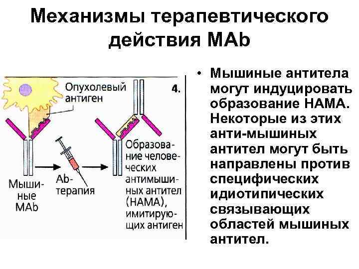 Механизмы терапевтического действия МАb • Мышиные антитела могут индуцировать образование НАМА. Некоторые из этих
