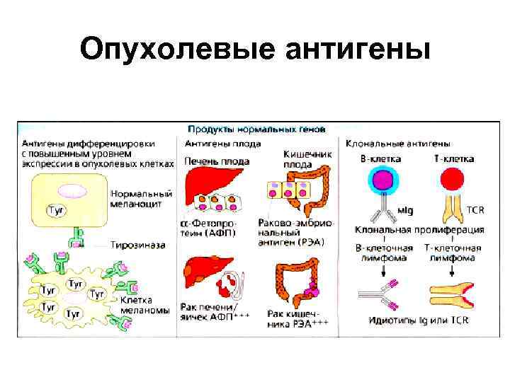 Опухолевые антигены 
