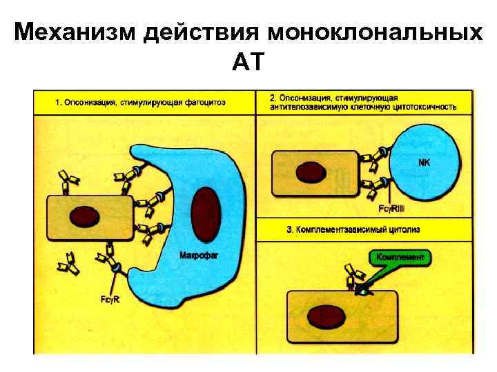 Механизм действия моноклональных АТ 