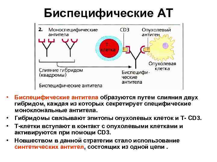 Биспецифические АТ • Биспецифические антитела образуются путем слияния двух гибридом, каждая из которых секретирует