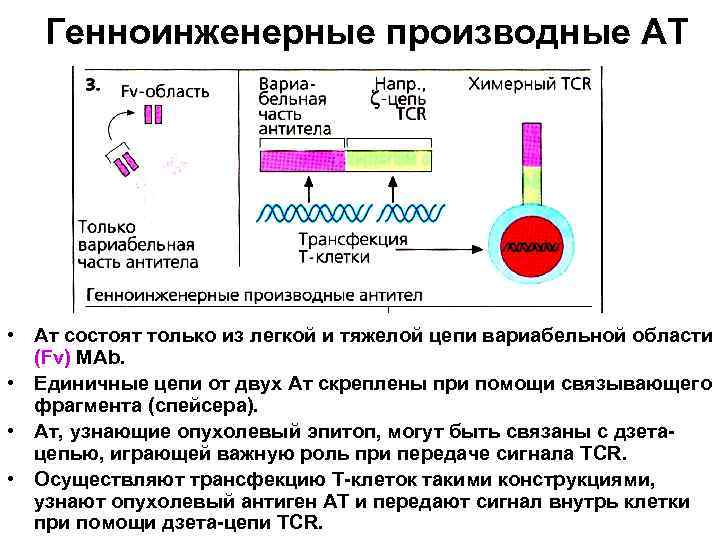 Генноинженерные производные АТ • Ат состоят только из легкой и тяжелой цепи вариабельной области