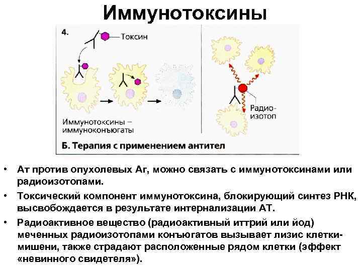 Иммунотоксины • Ат против опухолевых Аг, можно связать с иммунотоксинами или радиоизотопами. • Токсический