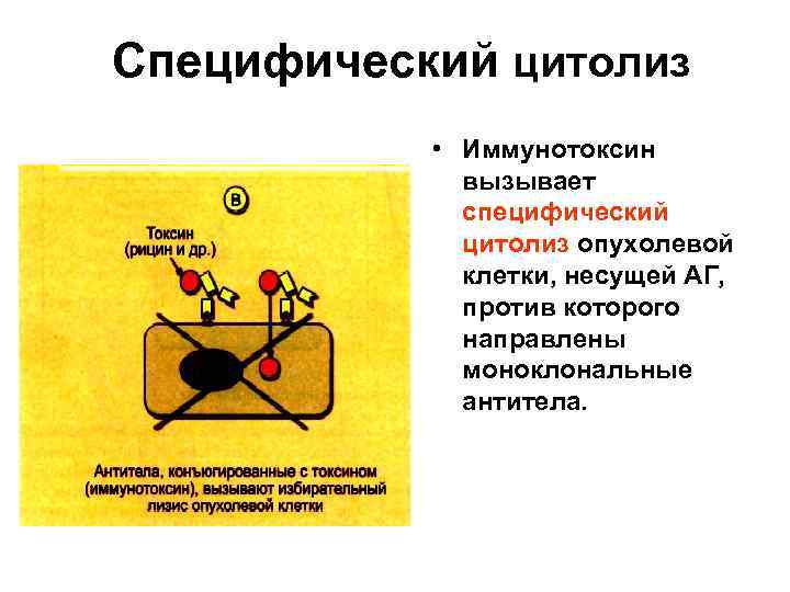 Специфический цитолиз • Иммунотоксин вызывает специфический цитолиз опухолевой клетки, несущей АГ, против которого направлены