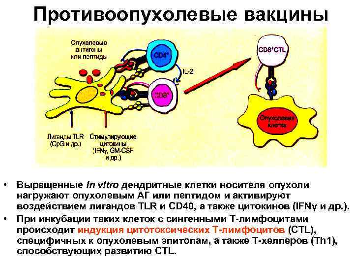 Противоопухолевые вакцины • Выращенные in vitro дендритные клетки носителя опухоли нагружают опухолевым АГ или